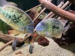 3 koppels Cincelichthys uffermani