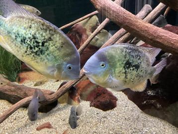 3 koppels Cincelichthys uffermani beschikbaar voor biedingen
