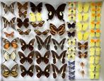 Opgezette VLINDERS, 5€/Specimen, Verzamelen, Ophalen of Verzenden, Zo goed als nieuw