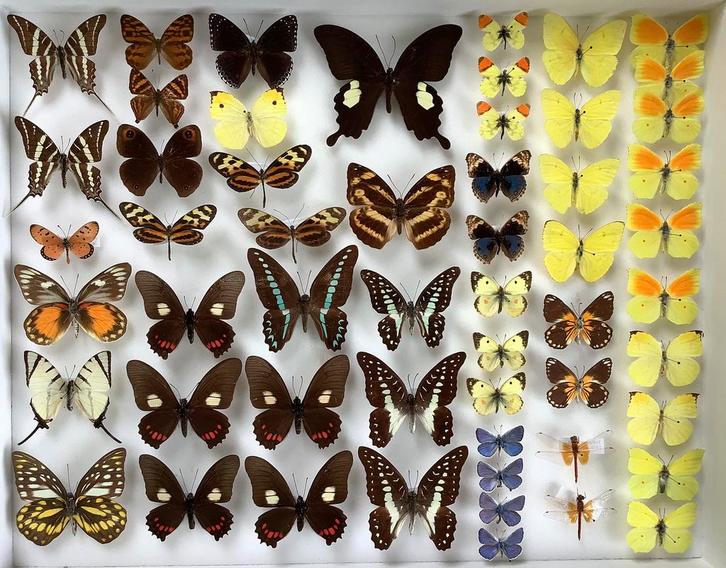 Opgezette VLINDERS, 5€/Specimen, Verzamelen, Dierenverzamelingen, Zo goed als nieuw, Ophalen of Verzenden