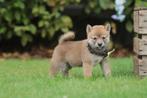 Shiba Inu pups, Belgisch Shiba Fokker, België, 8 tot 15 weken, Poolhond, Meerdere