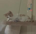 Brits korthaar katertje ️, Dieren en Toebehoren, Katten en Kittens | Raskatten | Korthaar, Kater, Gechipt, 0 tot 2 jaar
