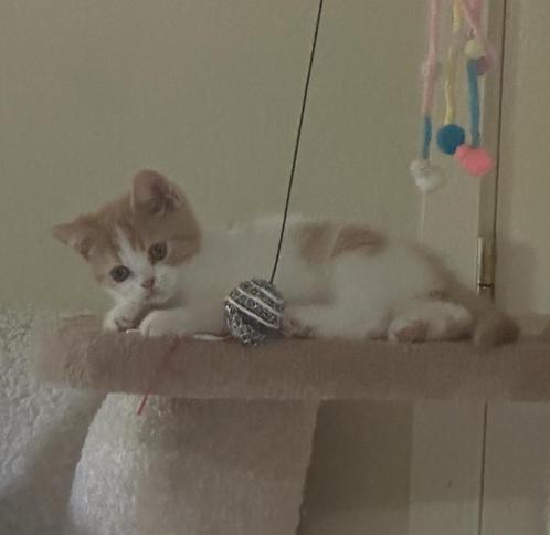 Brits korthaar katertje ️, Dieren en Toebehoren, Katten en Kittens | Raskatten | Korthaar, Kater, 0 tot 2 jaar, Gechipt, Ontwormd
