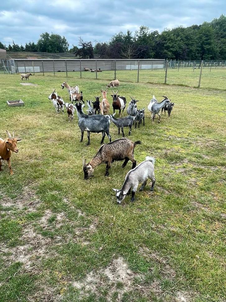 Geiten, Dieren en Toebehoren, Schapen, Geiten en Varkens