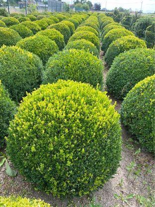 Buxus bollen 80 cm €25 !!! Van kweker juiste advies  beschikbaar voor biedingen