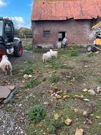 2 schapen, Dieren en Toebehoren, Schapen, Geiten en Varkens, Vrouwelijk, Schaap, 0 tot 2 jaar