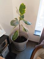 Ficus, Enlèvement, Ficus