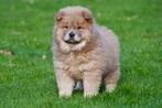 Chow Chow pups te koop, Dieren en Toebehoren, Honden | Poolhonden, Keeshonden en Oertypen, CDV (hondenziekte), Meerdere, 8 tot 15 weken