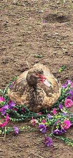 Barbarie eenden, Dieren en Toebehoren, Pluimvee