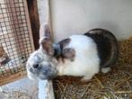 Dwergkonijnen, Meerdere dieren, Klein, 0 tot 2 jaar