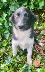 Border collie pups zwart-wit en blue-merle, Dieren en Toebehoren, Honden | Herdershonden en Veedrijvers, België, Fokker | Hobbymatig