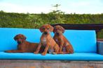 Prachtige Rhodesian Ridgeback pups, België, Overige rassen, CDV (hondenziekte), 8 tot 15 weken