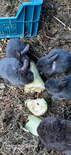 Konijnjes, Dieren en Toebehoren, Ophalen