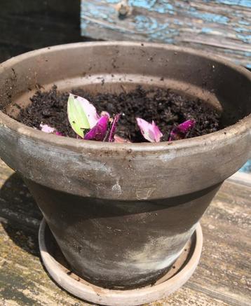 Terracotta potje met schotel met Tradescantia Nanouk, Autres espèces, En pot, Plein soleil, Plante à fleurs
