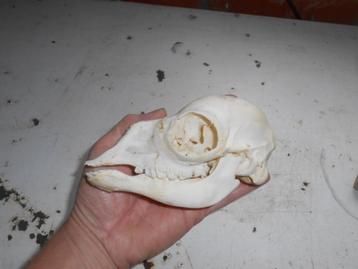 schedel alpaca cria