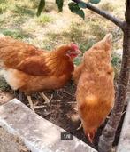 Poules pondeuses prêtes à pondre - 0472-51.09.71 - A 21h, Animaux & Accessoires, Volatiles, Poule ou poulet