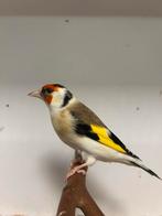 2-3 grote putters ( in nl ), Dieren en Toebehoren, Meerdere dieren, Wildzangvogel, Geringd