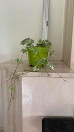 Mottenkruid  groen met hangplantje binnen en buiten, Huis en Inrichting, Kamerplanten, Ophalen