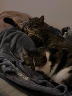 Kattenoppas Gent, Ophalen
