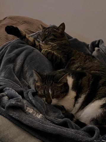 Kattenoppas Gent beschikbaar voor biedingen