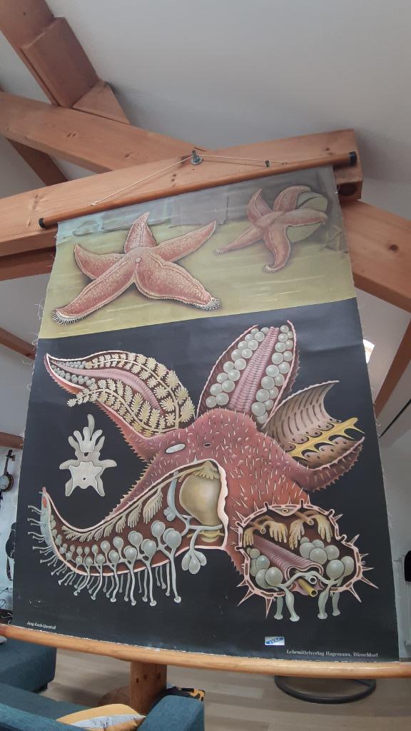 Toile didactique deco loft vintage Astérie, Antiek en Kunst, Curiosa en Brocante, Ophalen