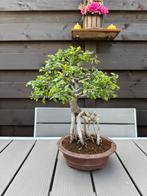 Ulmus Parvifolia bonsai met luchtwortels, Tuin en Terras, Overige soorten, Lente, Minder dan 100 cm, Ophalen