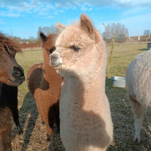 Alpaca merrie, Dieren en Toebehoren, Overige Dieren