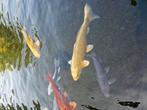 Koi, +-50 cm, Animaux & Accessoires, Poissons | Poissons d'étang