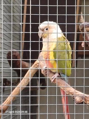 Ruilen split lutino Pyrrhura molinae, Dieren en Toebehoren, Vogels | Parkieten en Papegaaien