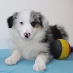 Border Collie - Belgische pups te koop, België, CDV (hondenziekte), 8 tot 15 weken, Meerdere