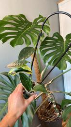 Hoya sp variegata, Huis en Inrichting, Kamerplanten, Ophalen of Verzenden