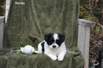 Prachtige kruising Pomeriaan pups, Loulou, Plusieurs, Parvovirose, Belgique