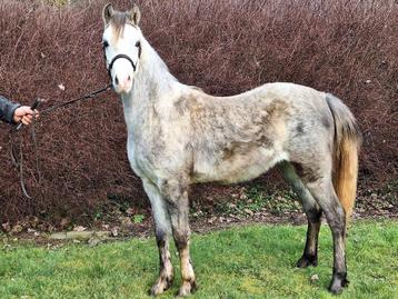 Welsh B pony ruin ( c pony) beschikbaar voor biedingen