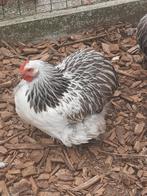 Cochin, Dieren en Toebehoren, Meerdere dieren, Kip