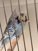 Engelse grasparkieten mannen, Dieren en Toebehoren
