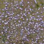 Calaminthe nepeta Blue Cloud, Ophalen