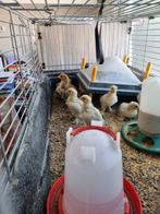 Brahma kriel kuikens Isabel/meerzomig parelgrijspatrijs, Dieren en Toebehoren, Pluimvee | Toebehoren, Ophalen, Zo goed als nieuw