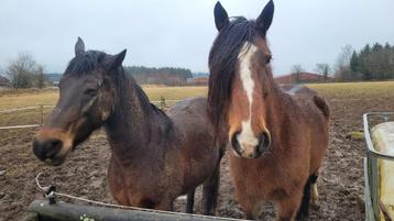 2 lieve paarden zoeken een nieuw gouden huisje  beschikbaar voor biedingen