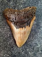 usa megalodon tand	12.5x9.5x2.4 cm, Verzamelen, Mineralen en Fossielen, Ophalen of Verzenden, Fossiel
