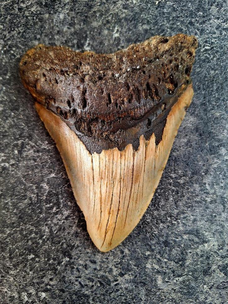 usa megalodon tand	12.5x9.5x2.4 cm, Verzamelen, Mineralen en Fossielen, Fossiel, Ophalen of Verzenden