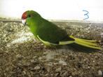 kakariki's(4), Mannelijk, Parkiet