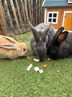 Vlaamse reus zoekt nieuw huisje, Dieren en Toebehoren, Konijnen