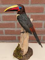 Prachtige opgezette arassari, Verzamelen, Dierenverzamelingen, Ophalen of Verzenden, Zo goed als nieuw, Vogel, Opgezet dier