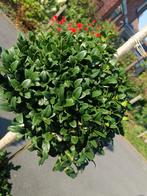 Buxus planten, Jardin & Terrasse, Plantes | Arbustes & Haies, Enlèvement, Buis