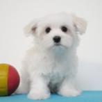 "Amor" Maltezer - reutje - pup te koop (Belgisch), CDV (hondenziekte), Maltezer, België, Reu