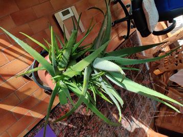 Magnifique très gros aloe vera avec des pousses disponible aux enchères