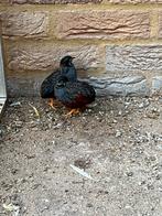 2 mannen chinese kwartels