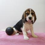 Beagle pups te koop (Belgisch), Dieren en Toebehoren, Honden | Beagles, Bassets en Lopende honden, België, Beagle, Handelaar, CDV (hondenziekte)