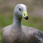 Couple d'oies volailles recherché, Cereopsis., Plusieurs animaux, Oie ou Cygne
