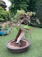 Juniperus Rigida Bonsai 125 jaar oud, Enlèvement
